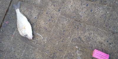 サビキは普通に釣れます