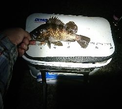 初釣り。短時間釣行