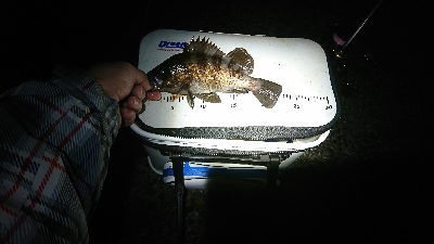 初釣り。短時間釣行