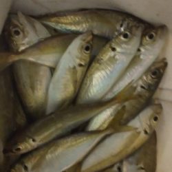 サビキは普通に釣れます2