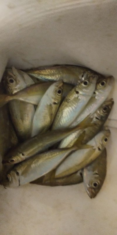 サビキは普通に釣れます2