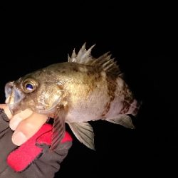 フロートアジング爆釣