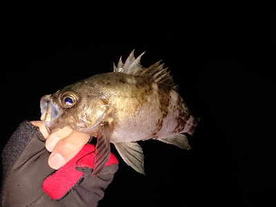 フロートアジング爆釣