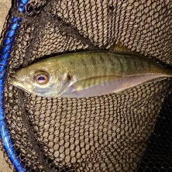 今週もフロートアジング