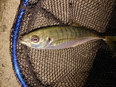 今週もフロートアジング