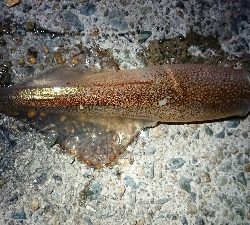 朝マズメ、ヤリイカ狙い