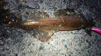 朝マズメ、ヤリイカ狙い
