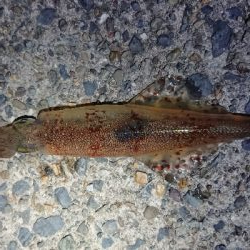 ヤリイカエギング