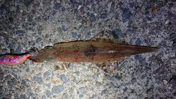 ヤリイカエギング