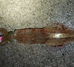 仕事終わりヤリイカ狙い