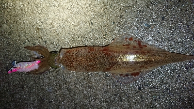 仕事終わりヤリイカ狙い