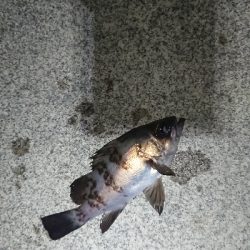 短時間のジアイ