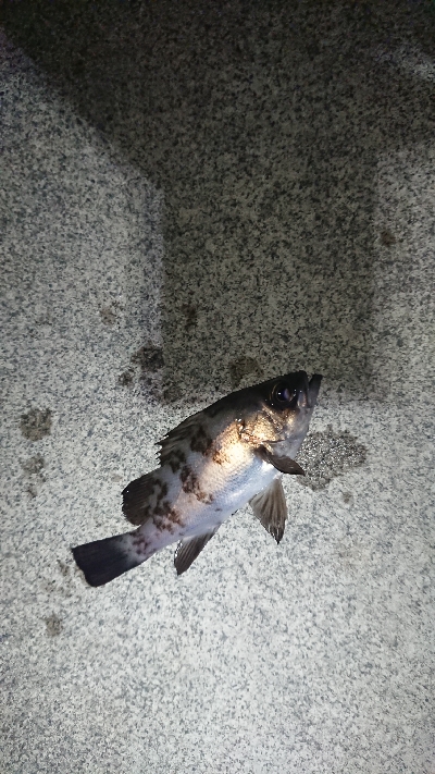 短時間のジアイ