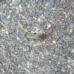 あまりエサ片手にカレイGET!