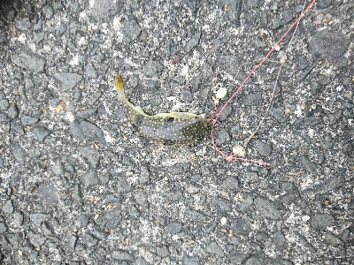 あまりエサ片手にカレイGET！