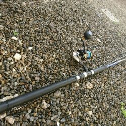 大晦日の釣り納めは、サラシのヒラスズキ