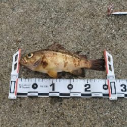 ロックフィッシュ