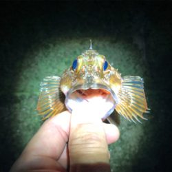 メバリング（ガシリング⁈）