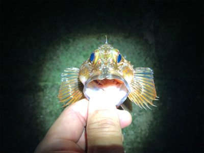 メバリング（ガシリング⁈）