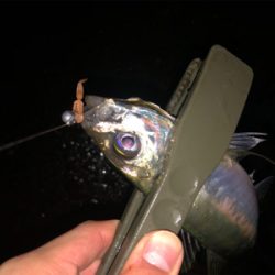 釣り納めライトゲーム