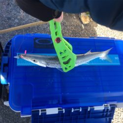 新魚種第三弾 そして釣り納め