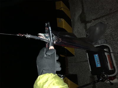 新年あけまして、タチウオ釣れました。