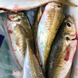 今年最初の釣り