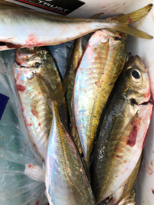 今年最初の釣り