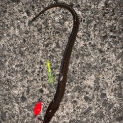 紀ノ川→食品コンビナート