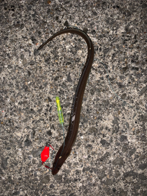 紀ノ川→食品コンビナート