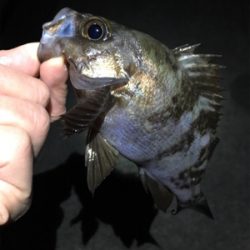 初釣りメバリング