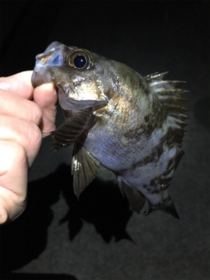 初釣りメバリング