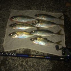 初釣りは和田防でアジ狙い