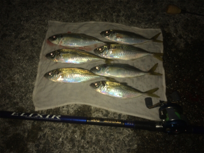 初釣りは和田防でアジ狙い