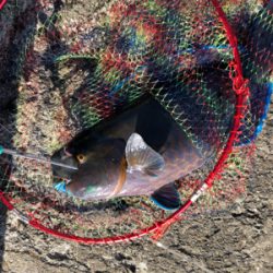 室戸離岸堤にてフカセ