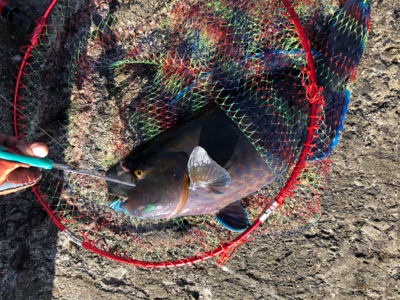 室戸離岸堤にてフカセ