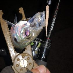 アジング練習 92