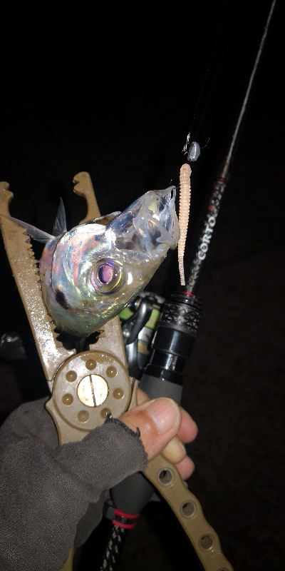 アジング練習 92