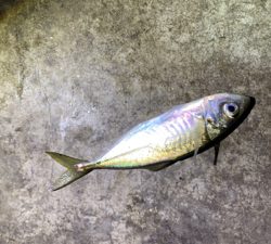 年明けアジング