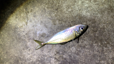 年明けアジング