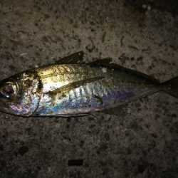 新年初釣り