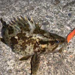 タケノコメバル①