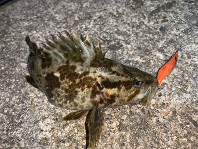 タケノコメバル①