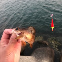 根魚カーニバル