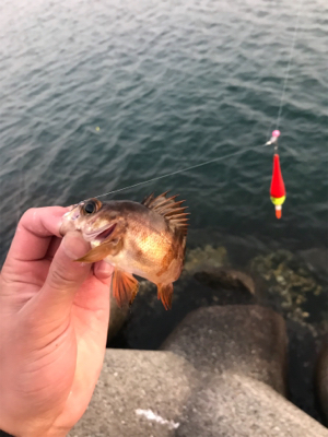 根魚カーニバル