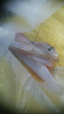 令和2年　初釣行！