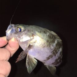 新春メバリング