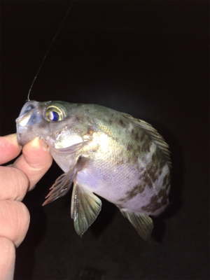 新春メバリング