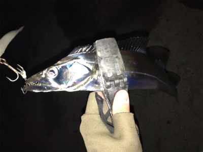 2020初釣りライトゲーム