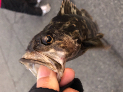 2020初フィッシュ❗&#x…